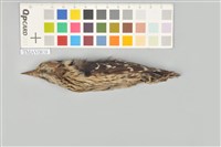 藏品(小啄木)的圖片